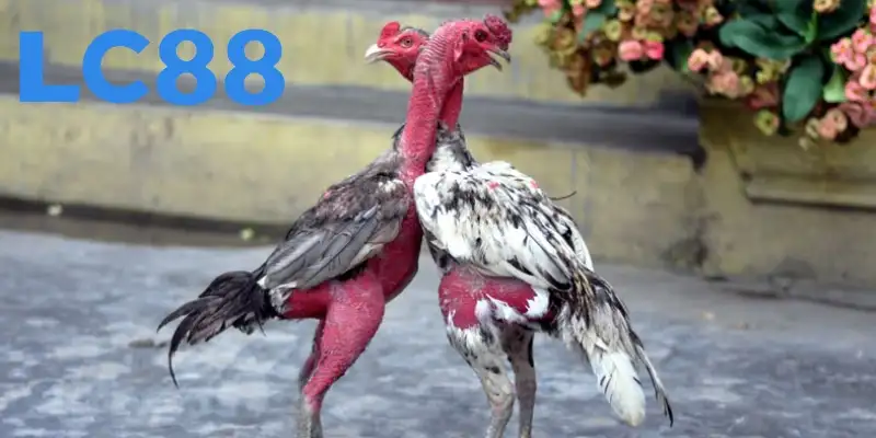 Chi tiết hướng dẫn chấp tiền gà chọi