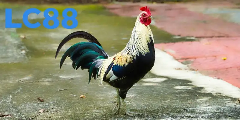 Đánh giá năng lực qua bộ lông