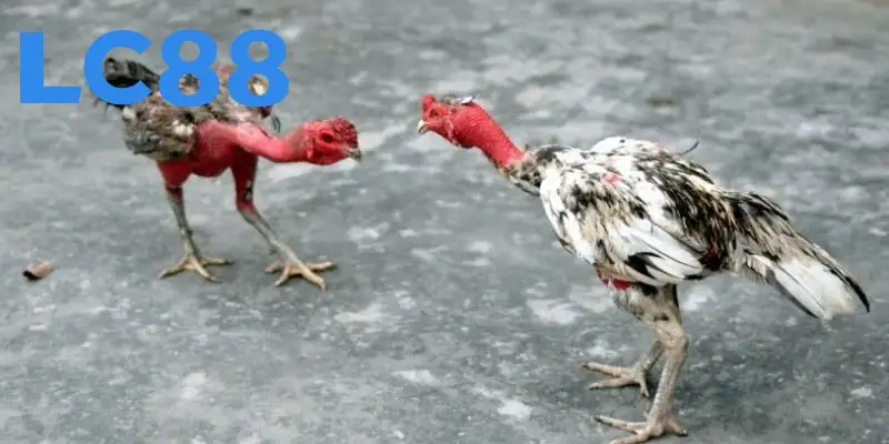 Tìm hiểu sơ lược về cách chấp tiền gà chọi