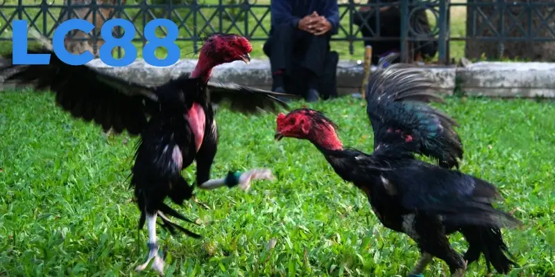 Vì sao nên nắm rõ cơ chế chấp tiền gà chọi?